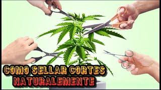 COMO SELLAR CORTES NATURALMENTE ✂🍁