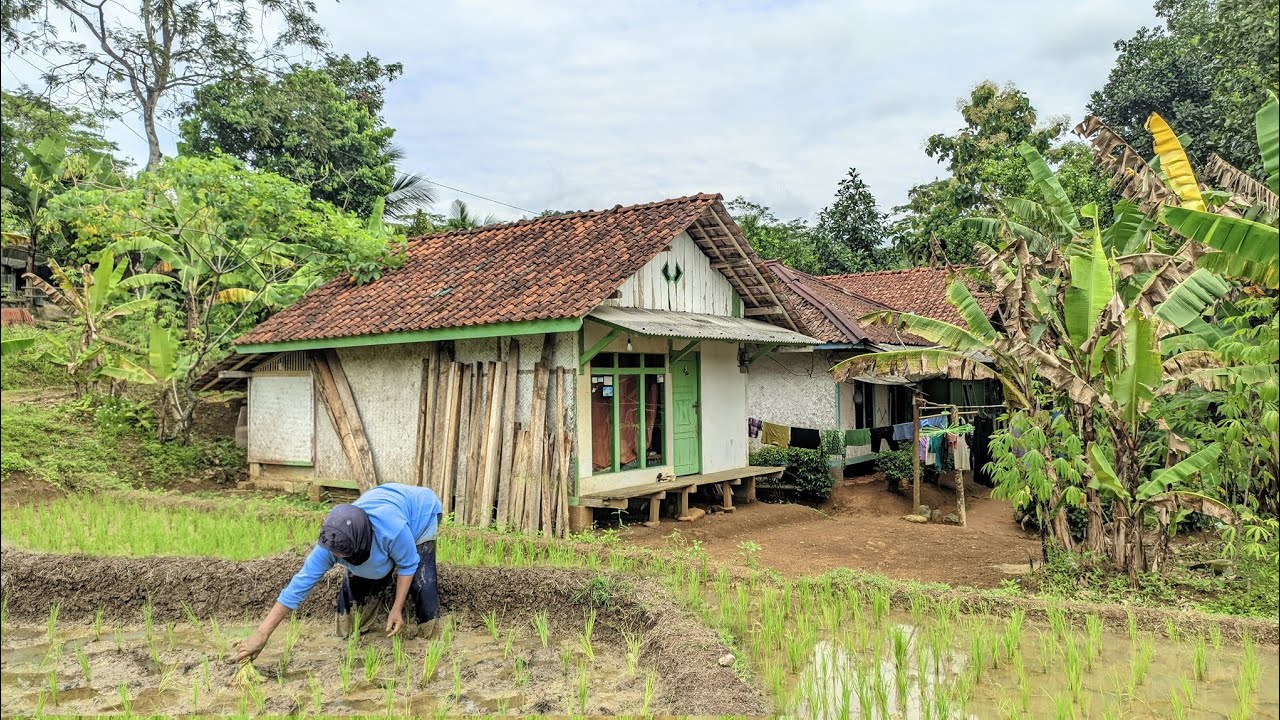 KAMPUNG INDAH😍DI PEDESAAN CIAMIS,RUMAH PANGGUNG PINGGIR SAWAH BIKIN BETAH & DAMAI TERASA ZAMAN DULU