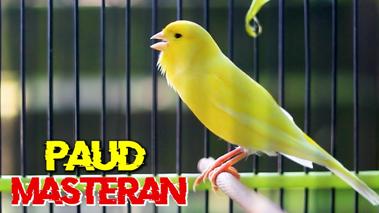 MASTERAN KENARI PAUD DURASI PANJANG, COCOK BUAT PANCINGAN KENARI PAUD BELAJAR BUNYI