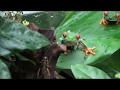 アカメアマガエルの捕食シーン