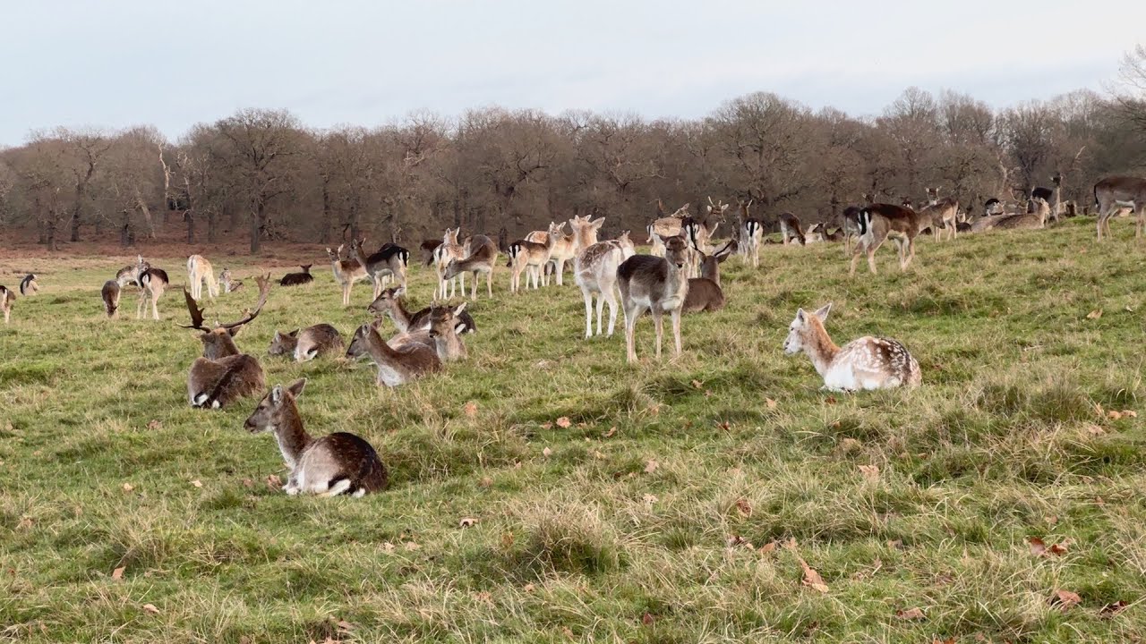 London Park Walk | Deer, Ancient Oaks & Serenity  | Richmond Park Walk