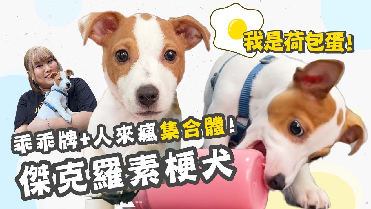 開箱最萌網紅荷包蛋狗窩！天使與惡魔結合體的傑克羅素梗犬萌到不可思議！｜萌萌懂懂 EP14｜陳思綾 feat. @LittleLove