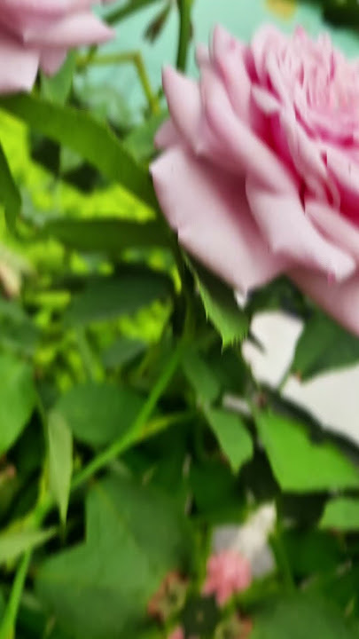New guitar ringtone  romantic 😍 ♥️ guitar tone With  my  Beautiful  flowers