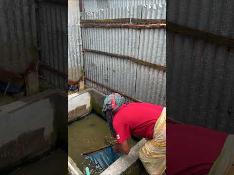 Best Catfish Catching Video #shorts