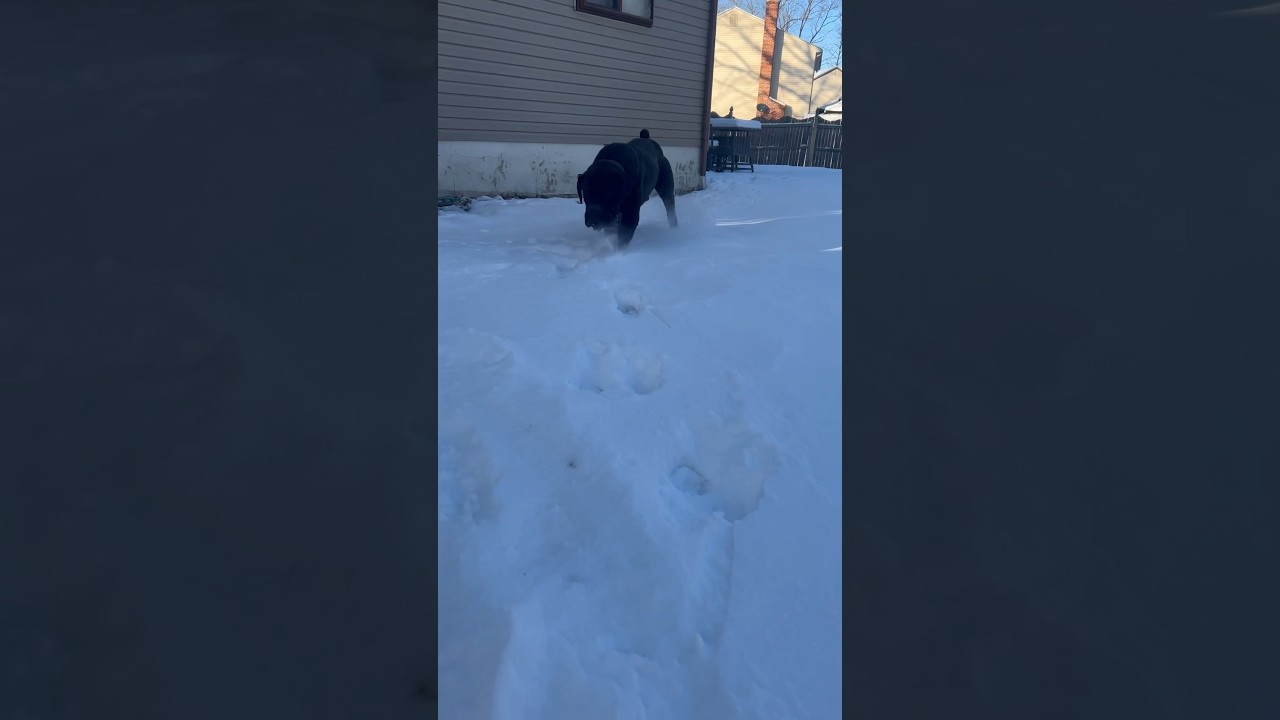 I think my dog likes the snow boerboel dog shorts short YouTube