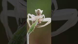 Spider yarn 😂😂 #trending #wildlife #insects #fpv #nature #insectbehavior 3