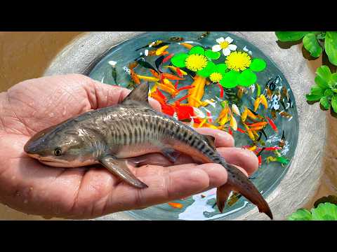 Amazing Catch Ornamental Baby Sharks in Small Pond Baby Turtles, Zebra Fish, Pingpong Fish, Shrimp