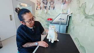 What is Scruffing? Should you or should you not do it to a cat?