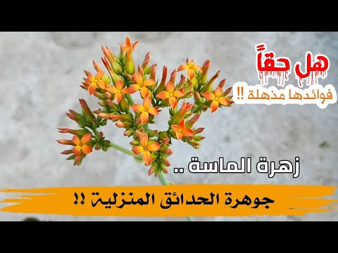 زهرة الماسة جوهرة الحدائق المنزلية