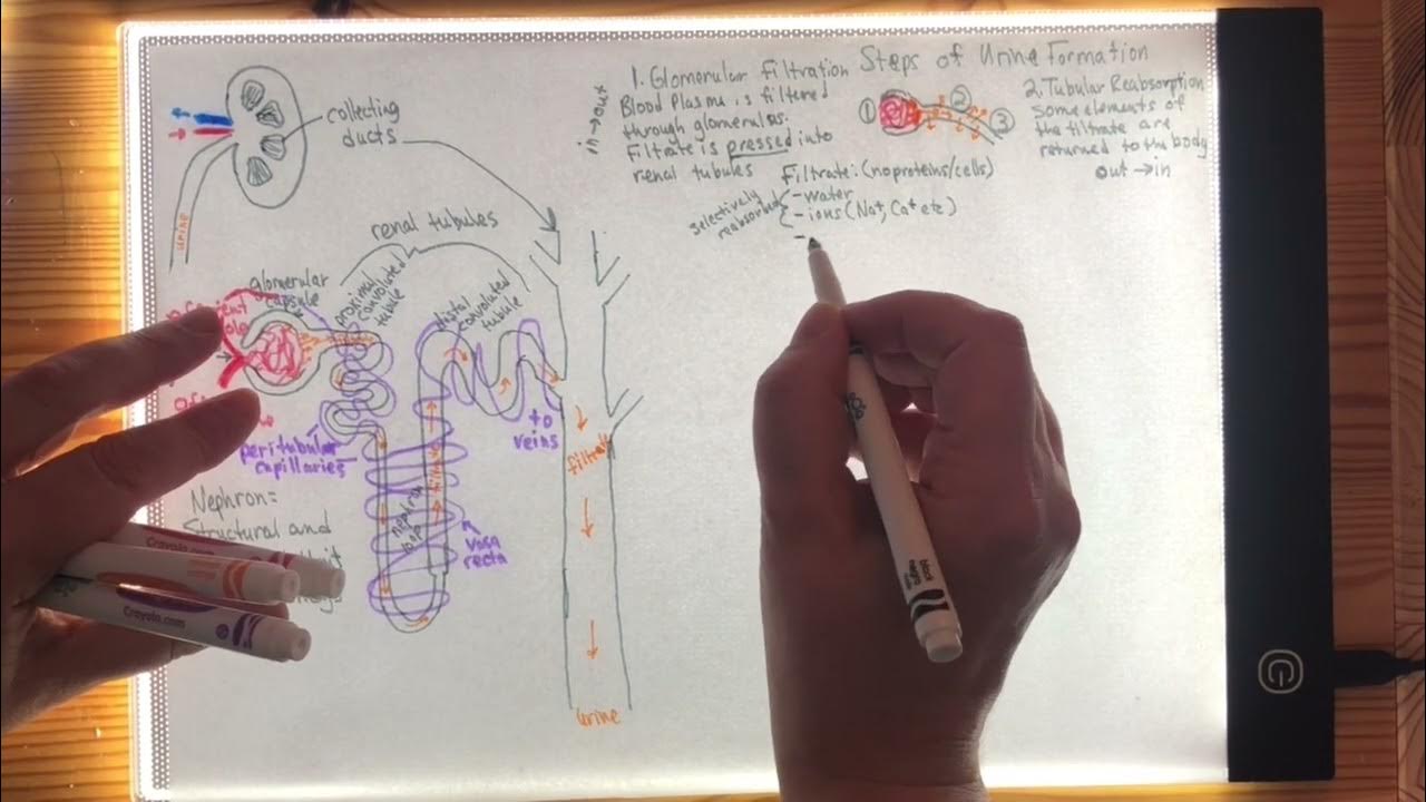 Urinary I Nephron, Steps of Urine Formation, NFP, GFR YouTube