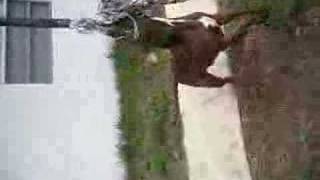 Pitbull- Dayton On The Springpole Only 8 Months