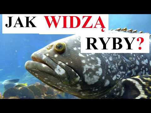 Wideo: Jak Widzą Ryby