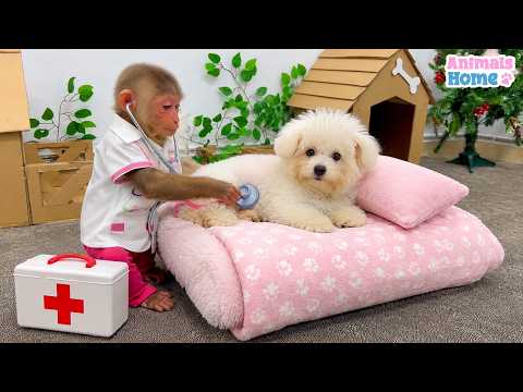Monkey BiBi Bibi takes care of Puppy