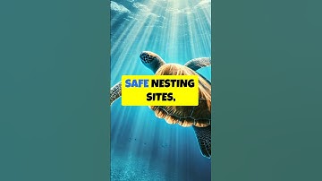 How Do Sea Turtles Navigate the Oceans?