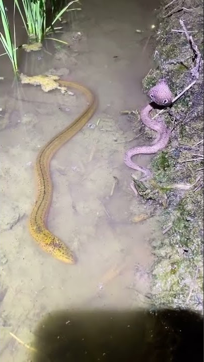 Menangkap Belut Dekat ular Cobra iiiiiii Takut