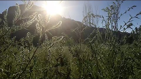 The Microvideo Project: Summer 2015