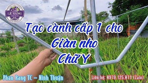 Hướng Dẫn Tạo Cành Cấp 1 Cho Cây Nho Giàn Chữ Y. Liên Hệ: 0979 125 071 (Zalo)