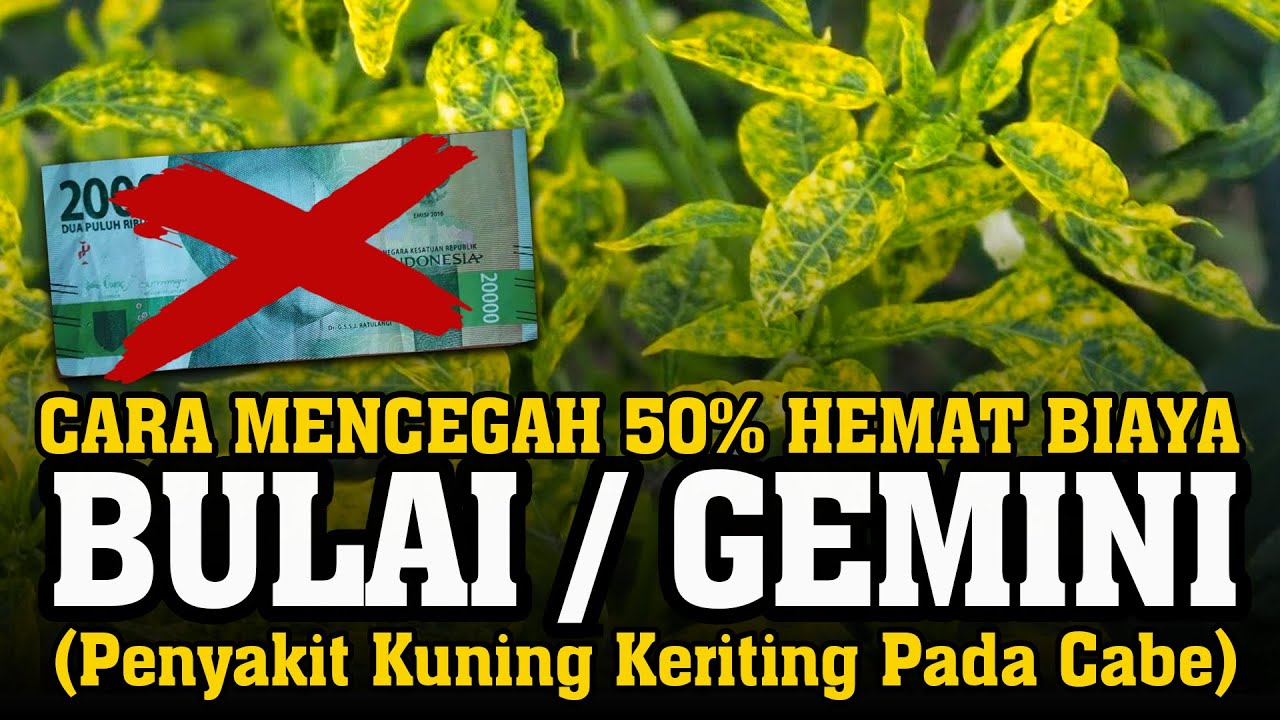 CARA MENCEGAH BULAI GEMINI, PENYAKIT KUNING KERITING DAUN TANAMAN CABE - Kutu Kebul