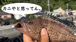 ふらっと漁港で五目釣り(後編)