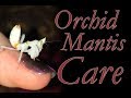 Orchid Mantis Care - Don't Drown Your Bugs