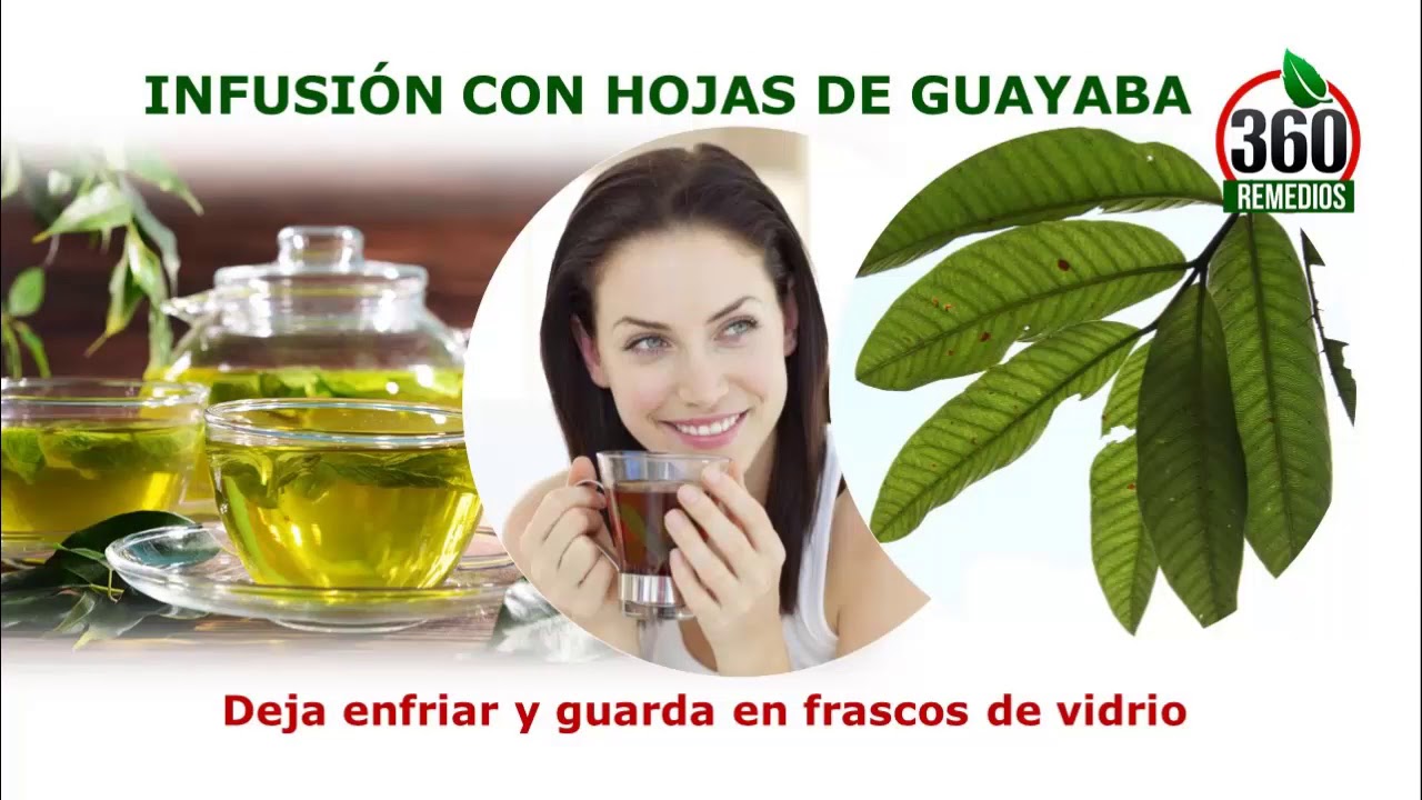Hojas De Guayaba Para La Diabetes YouTube