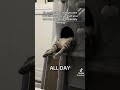 Forever Tired Cat 😹 Funny Sleepy Cat Video #yt #猫 #cat #cats #catvideos #catshorts #funnyshorts #fyp