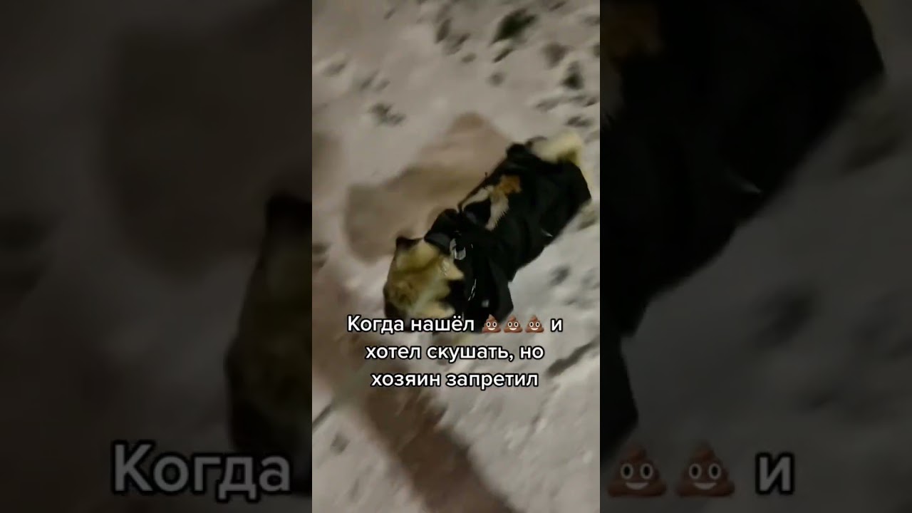 Когда нашёл 💩💩💩 Твою мать! Да ёёё… 