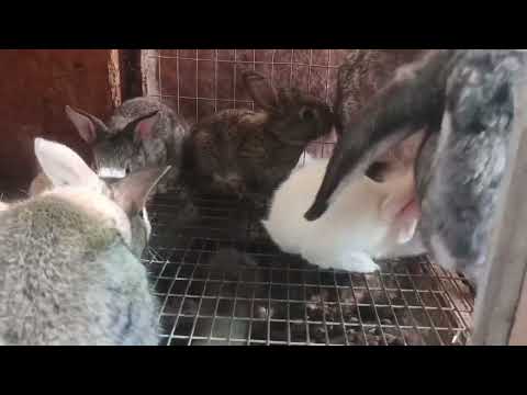 Answering your questions // why we don't use a generator // stopped by the spring // everyday lif...