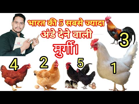 वीडियो: स्वचालित प्रणाली 