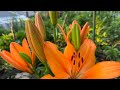 My Garden Starts Blooming 2025 Kuv Lub Vaj Paj Pib Tawg Lawm My Garden Starts Blooming 2025 Kuv Lub Vaj Paj Pib Tawg Lawm