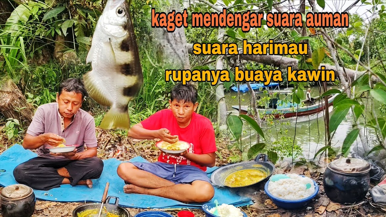KAGET..!! TERDENGAR SUARA AUMAN, DIKIRA HARIMAU RUPANYA SUARA SEPASANG BUAYA 