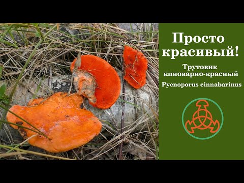 Просто красивый! Трутовик киноварно-красный - Pycnoporus cinnabarinus