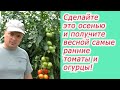 Что нужно сделать осенью,  чтобы получить ранний урожай овощей весной.