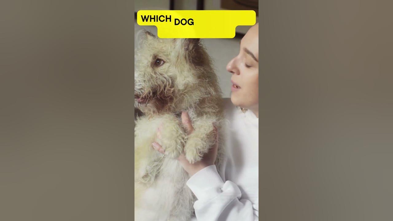 which-dog-breed-lives-the-shortest-shorts-viral-dog-youtube