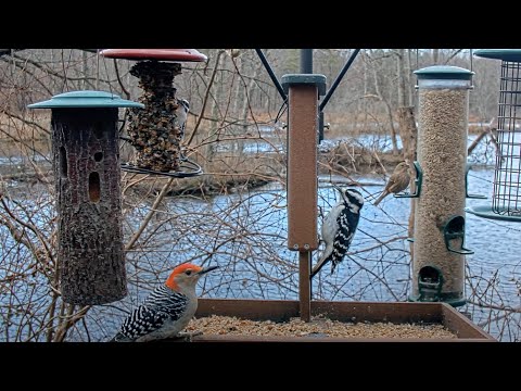 Three Species Of Woodpeckers At Once! | Cornell Lab FeederWatch Cam – Dec. 4, 2023