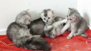 funny ragdoll kittens 22 days old