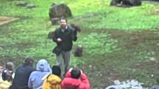 a-team and the owls.avi