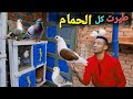 طيرت كل الحمام الي عندي شوف حصل اي