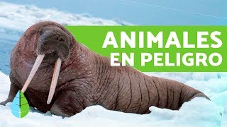 ANIMALES en PELIGRO DE EXTINCIÓN en el POLO NORTE - Animales en peligro -