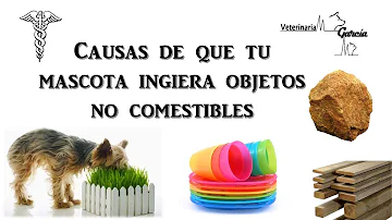 ¿Por qué mi cachorro está obsesionado con comer madera?