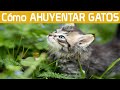 Cómo AHUYENTAR GATOS de tu jardín sin hacerles daño | 5 TRUCOS SENCILLOS