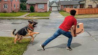People Who Messed With the Wrong Guard Dogs!