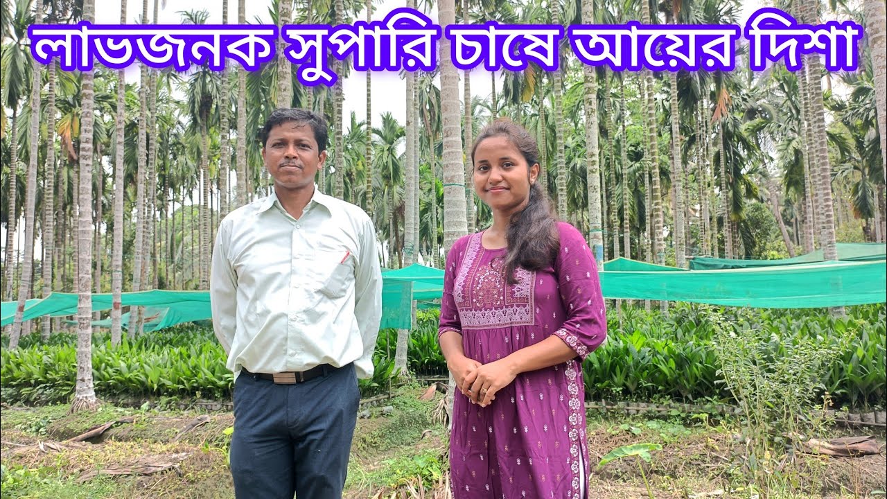 উত্তরবঙ্গ কৃষি বিশ্ববিদ্যালয়ে সুপারি চাষ। উত্তরবঙ্গের লাভজনক সুপারি চাষ।