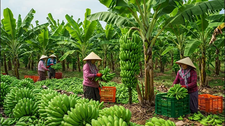 Modern Agriculture - Growing, Harvesting and Processing Bananas in Thailand
