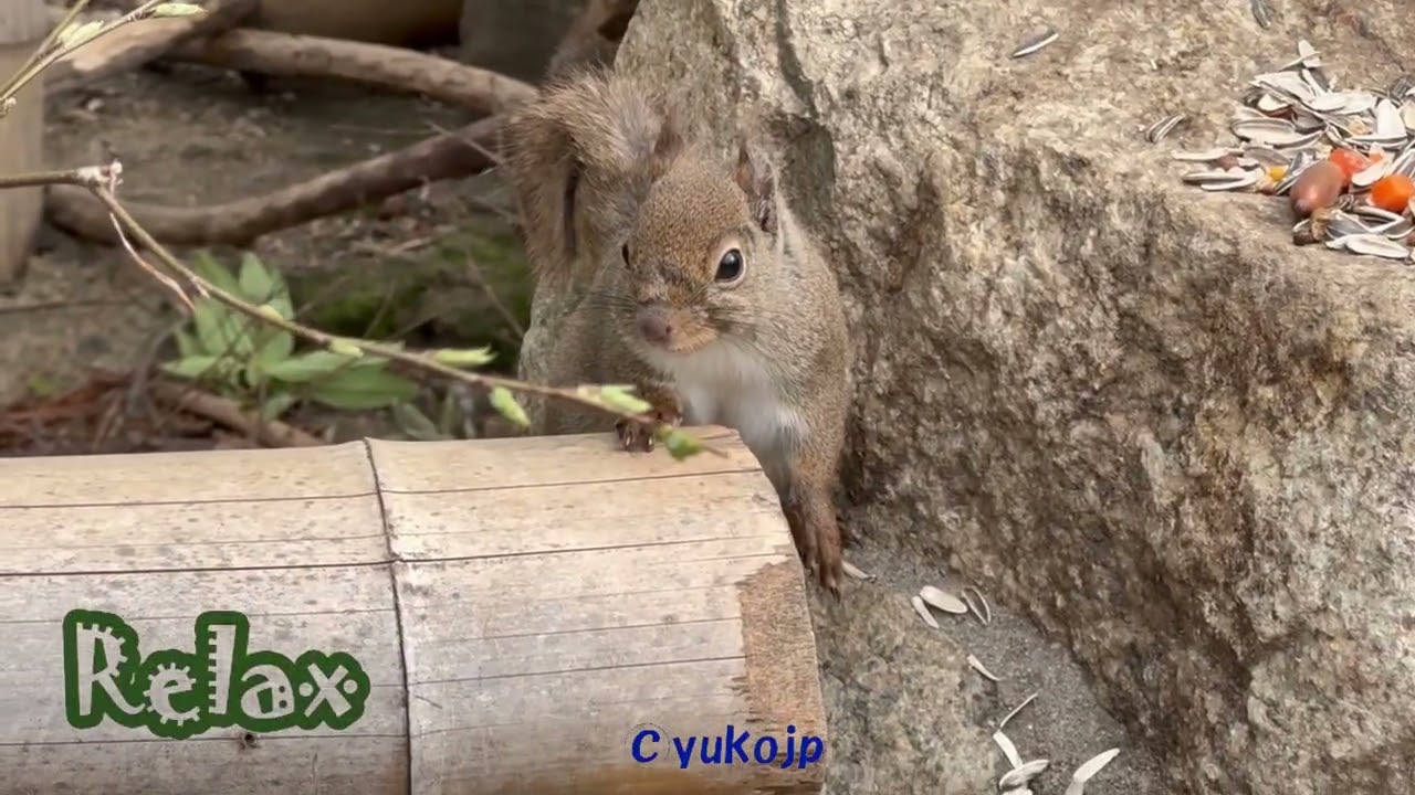 眠いリス食べるリス　ニホンリス happy　Japanese squirrel