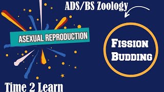 Types Of Asexual Reproduction Fission Budding Time 2 Learn