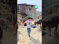 epic reactions #shorts #funny #animals #viral #fails