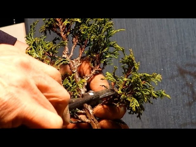 Cypress straight trunk - YouTube
