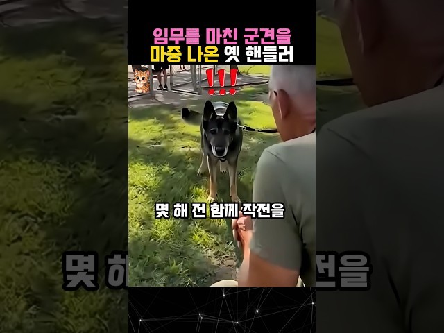 마지막 임무를 끝낸 영웅 군견과 옛 핸들러의 재회 #군견 #개 #dog