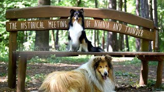 The Historical Meeting of Narnia and Thunder by Thunder Collie 432 views 1 year ago 1 minute, 54 seconds